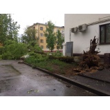 Поваленное дерево - 3.jpg